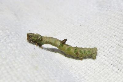 Opisthograptis luteolata
