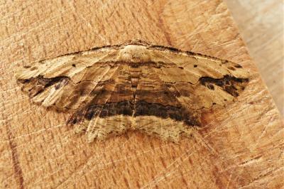 Menophra abruptaria