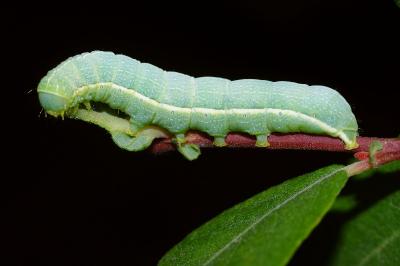 Orthosia incerta