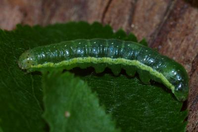 Egira conspicillaris