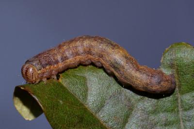 Egira conspicillaris