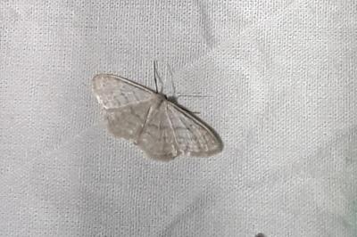 Idaea subsericeata