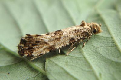 Morophaga choragella