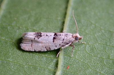 Epinotia bilunana