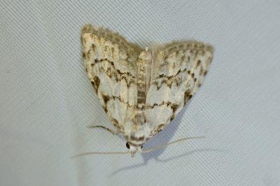 Nola confusalis