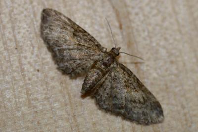 Eupithecia inturbata