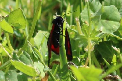 Tyria jacobaeae