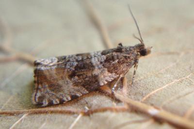 Celypha cespitana