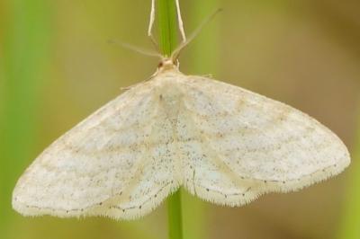 Idaea macilentaria