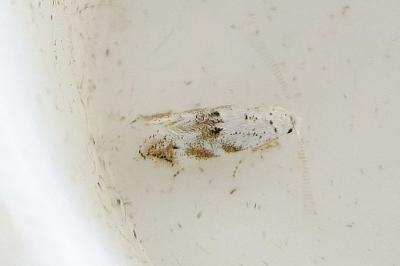 Bucculatrix frangutella