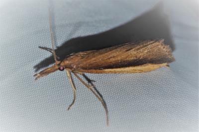 Donacaula mucronella