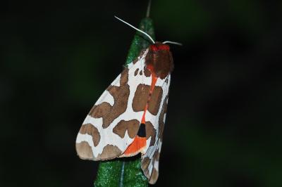 Arctia caja