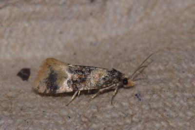 Cochylis nana