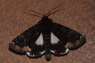 Catephia alchymista