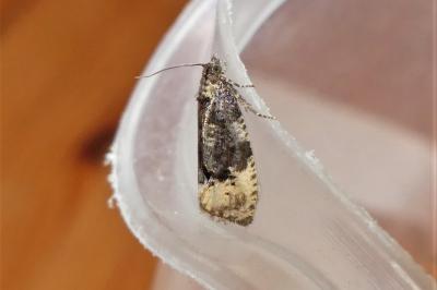 Hedya ochroleucana