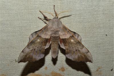 Laothoe populi