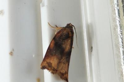 Archips podana