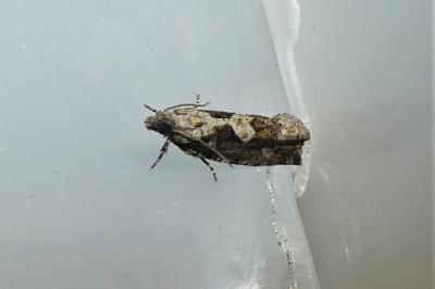 Zeiraphera isertana