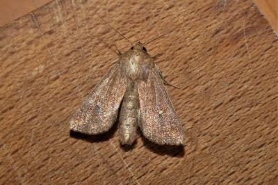 Mythimna albipuncta