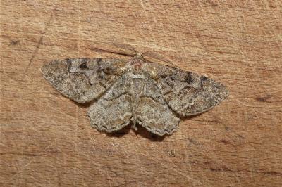 Alcis repandata