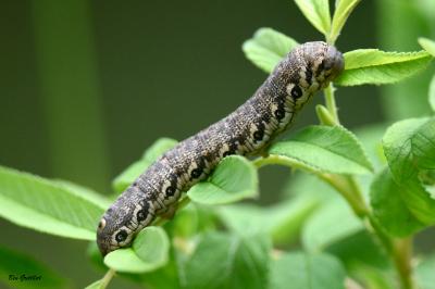 Proserpinus proserpina
