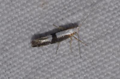 Argyresthia spinosella