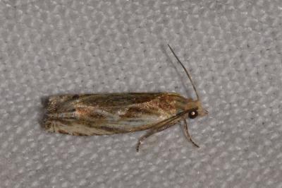 Eucosma cana