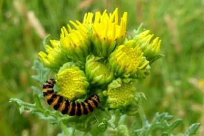 Tyria jacobaeae