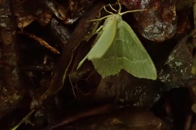 Hemithea aestivaria