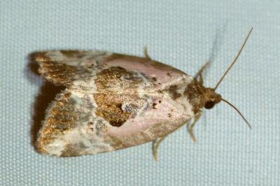 Elaphria venustula