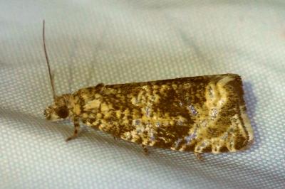 Celypha lacunana