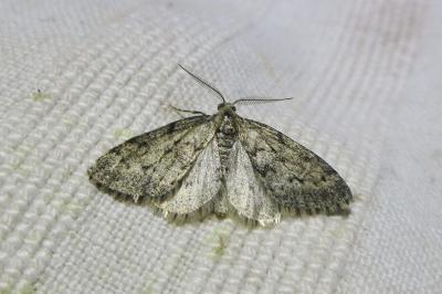 Tephronia sepiaria