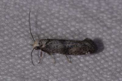 Paraswammerdamia nebulella
