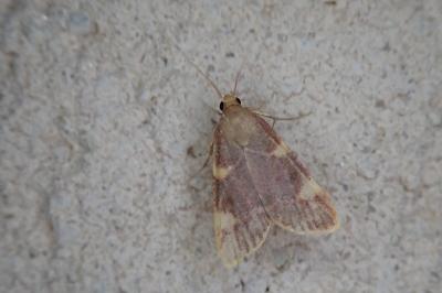 Hypsopygia costalis