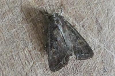 Lacanobia oleracea