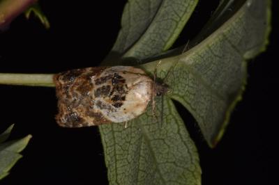 Acleris variegana