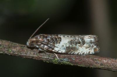 Gypsonoma dealbana