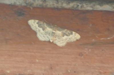 Idaea rusticata