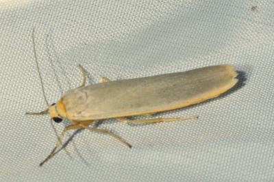 Eilema caniola