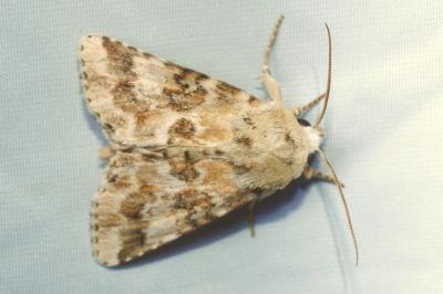 Eremobia ochroleuca