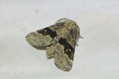 Gluphisia crenata