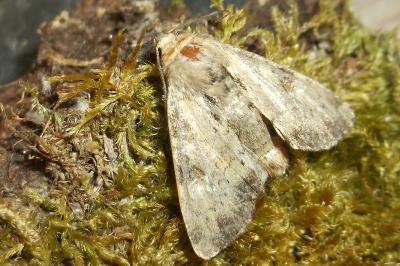 Apamea scolopacina
