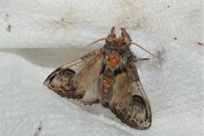 Notodonta ziczac