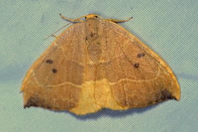 Watsonalla binaria