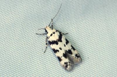 Pseudotelphusa scalella
