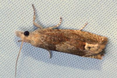 Eucosma conterminana