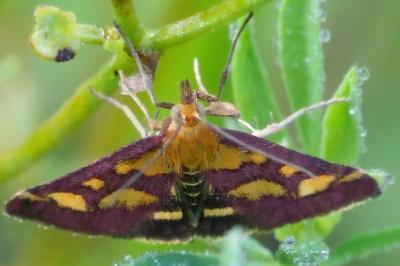 Pyrausta purpuralis