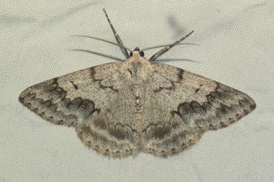 Pseudoterpna coronillaria