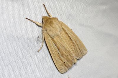 Mythimna straminea
