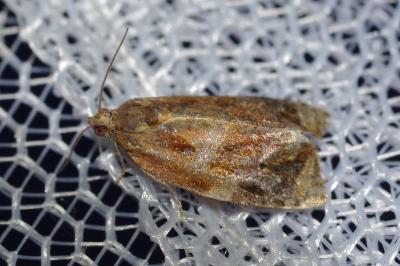 Ditula angustiorana